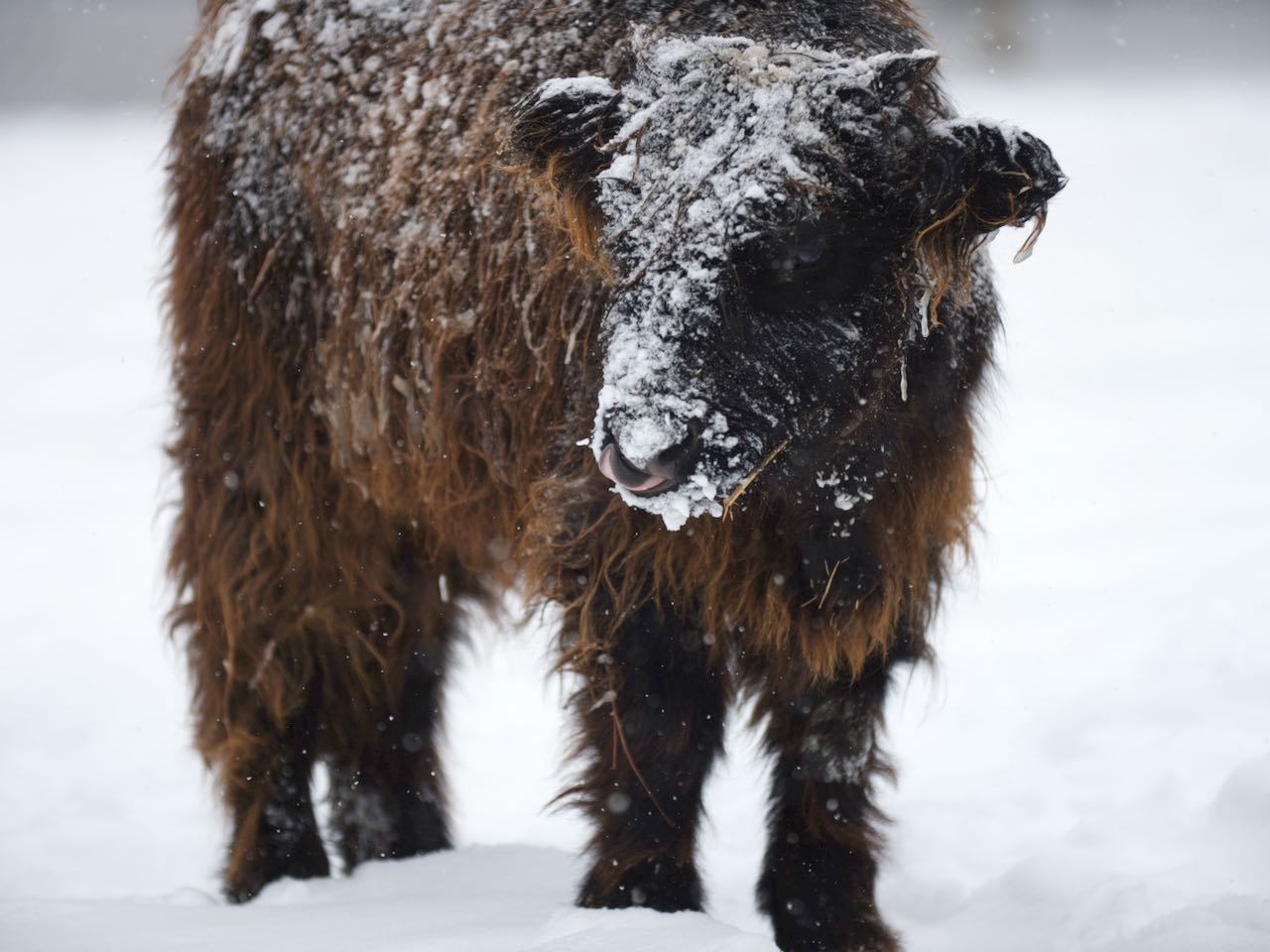 Perfect AHCA registered black Scottish bull for sale by McCallie Highland Coos.